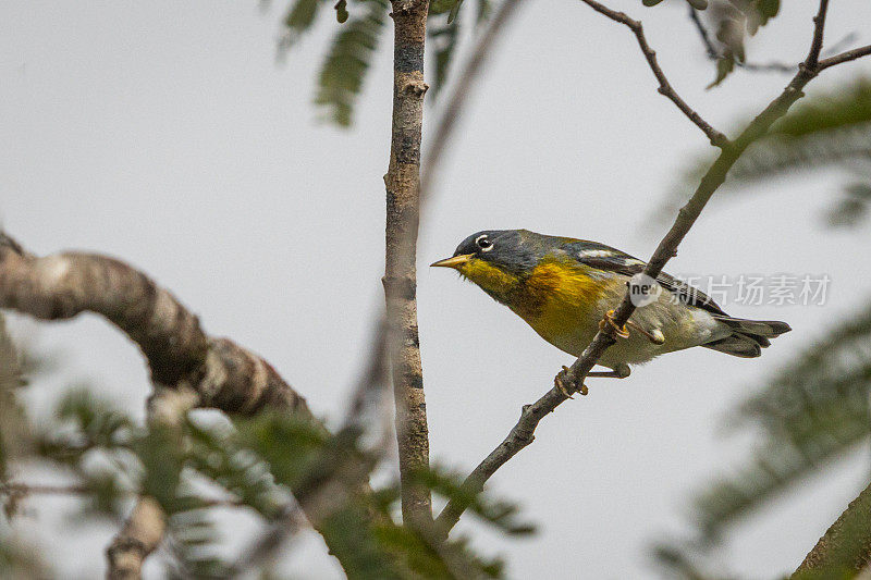 北Parula， (Parula americana)， Bijirita中国，Paruline <s:1> collier。